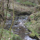 Woodland heart of Allendale