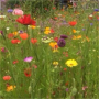 Offline donations to Swansea Botanics