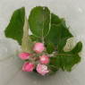 Common Flora