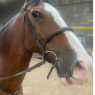 Stepney Bank Stables