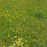 Avenue Community Garden Association