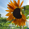 Brentham Allotments & Gardens Society (BAGS)