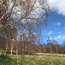 Friends of Caulms Wood