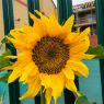 Webster Triangle Residents Group