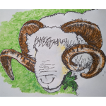 Wye Community Farm Limited