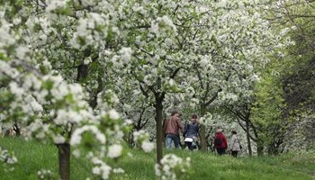 Creating a Cherry Tree Walk @ West Acton