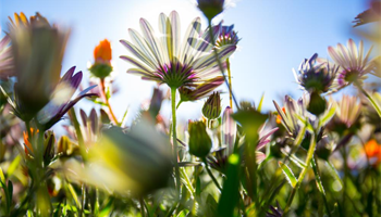 Pollinator cafes in Finchley N3, N12