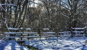 Charing's Community Alderbed Wood Crisis