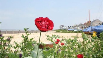 Wild About Whitstable