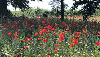Wild flowering of Long Newnton Verges