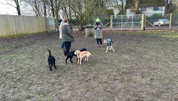 Dog play paddock and exercise area