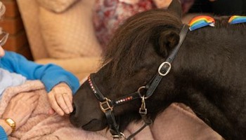 Tiny Ponies, Big Smiles, Lincolnshire