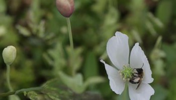 Grenfell road Beekeeping and crafts'