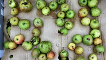 Heaton Park Community Orchard