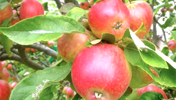 Abundance at Edible York