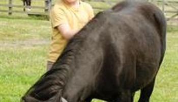 Transforming Lives with Equine Therapy