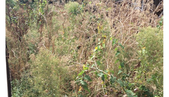 Community Orchard