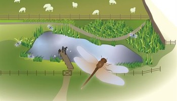 Create a Dragon Pond at Jo Cox Wood
