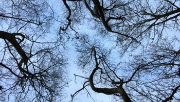 Caulms Wood Outdoor Classroom