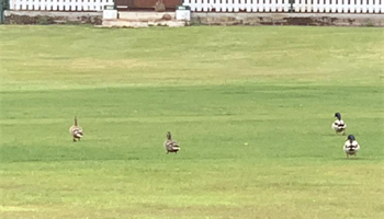 Help Save Willey Wanderers CC