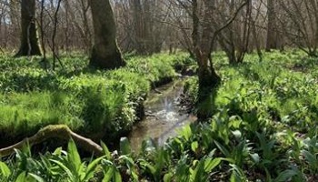 Help Restore & Regenerate Conduit Woods