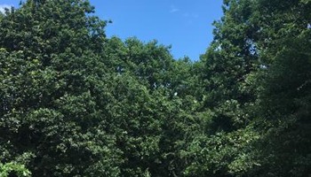 Seeing the Wood for the Trees