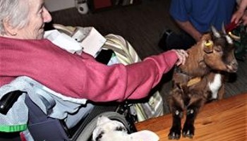 Mobile Goat Therapy for Wellbeing