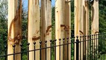Friends of the Hollows - Planters