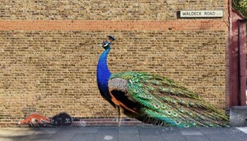 Pride and the Peacock