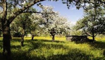 Apple trees in Backhouse Park