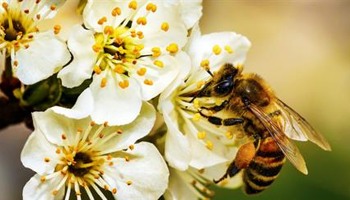 HESWALL Firestation Pollinator Garden