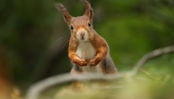 Saving Sefton's Squirrels 