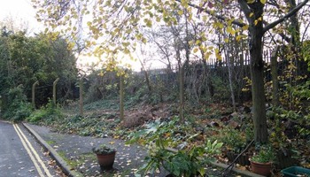 Woodland oasis in the heart of industry