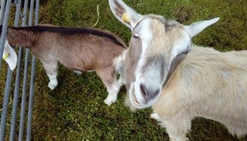 WAC at the Petting Zoo