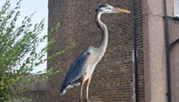 The Heron