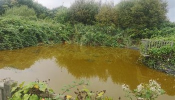 Academy Fields Nature Reserve 
