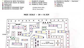 The Berry Maze