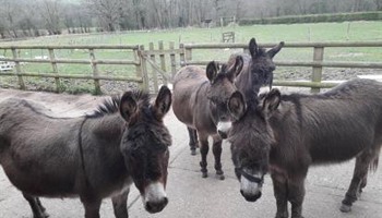Easy access for all donkey stables 