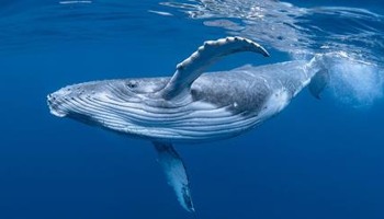 Revive Whale watching - Isle of Mull