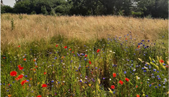 Community Foraging Garden Bradlaugh