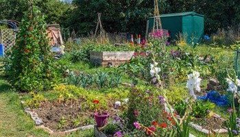 Alive's Dementia Friendly Allotment