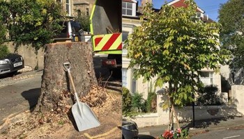 Save Springfield Road, Brighton trees!