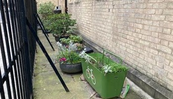 Greening St Paul's Marylebone